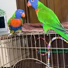 ببغاء لوري ( انتاج بيلو ) نوع ( لوري رينبو ) للبيع