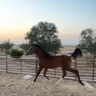 مهر للبيع عمره سنه