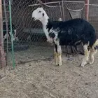 خروف نجدي 6 شهور