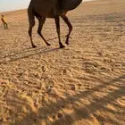 القعود الكفوو ولد بعير الضبعه