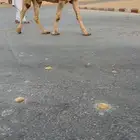 بعير اشقح