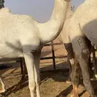 مفرود اوضح كفووو