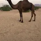 ابل مجاهيم للبيع