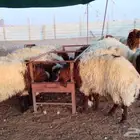 للبيع خرفان جذعان نعيم مراح فاااخره
