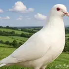 حمام لاحم فرنسي مفروز ومنتج