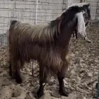 تيس فحل اجم