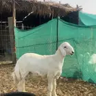 مشروع فحل حري كفو واطيب من التصوير