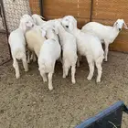 طليان مراح