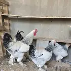 دجاج