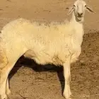 وخل