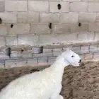 غنم