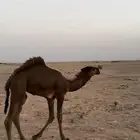 بكرة صفراء باتلية