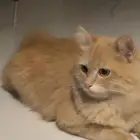 لقيت قط مفقود ضائع في الدمام