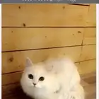 قطة لتبني