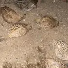 سمان