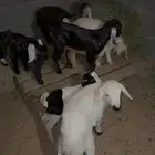 للبيع 5 تيوس و اثنين اعناق