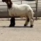 طلي صنف فاخر مشروع فحل