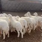 بهم طيب وسمان