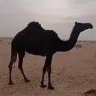 ناقه