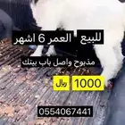 غنم -ارانب-حمام