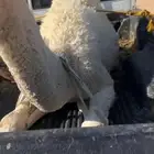 قعود فاخره عمره ثمان شهور مسحوب من امه الان