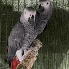 جوز كاسيكو