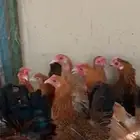 دجاج