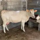 بقر