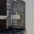 كاسكو انتاج محلي مليان كلام