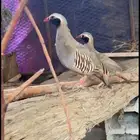 حجل منتج وهادي وموالف