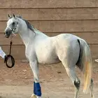 حصان شعبي