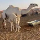 ناقه خلفه ثنية معها قعود