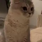 قطه للبيع