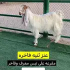 عنز فاخره