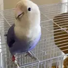 عصفور روز للبيع