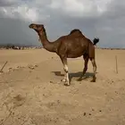 ساحليه كفو مزيونه لقحه