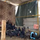 دجاج بلدي كفو
