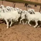 بهم حري