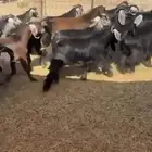 50 تيس عوارض اعمارها 5 شهور شحم