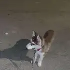 هاسكي سبيري عمره 3 اشهر
