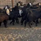 معزا عوارض طيبه