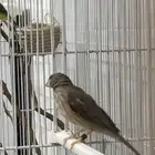 ياسمين حسون طائيفي