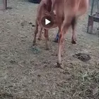بقر مناتيج واحده تحتها ذكر واحده تحتها انثى