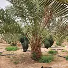نخل نخيل مثمر صقعي إخلاص مجدول سكري عجوه