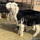 طليان نجد خصم مشاريع فحول
