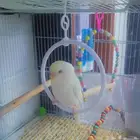 بادجي أليف ( تم البيع )