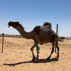 خلفه ملحاء منيحه