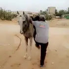 فرس معها مهرة