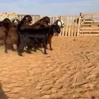 معزا دفيع فاخره((( تم البيع )))