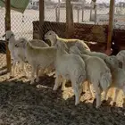 جذعان حريات العمر سبع شهور ع الشرط